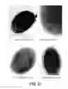 Fig. 47 - Sucrose Transporters and Methods of Generating Pathogen-Resistant Plants