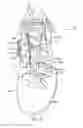 Fig. 06 - Footwear with internal harness