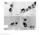 Fig. 06 - Organic-Inorganic Composite Materials as a Result of Biomineralization