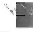 Fig. 09 - Organic-Inorganic Composite Materials as a Result of Biomineralization