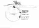 Fig. 11 - Organic-Inorganic Composite Materials as a Result of Biomineralization