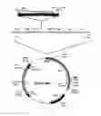 Fig. 13 - Organic-Inorganic Composite Materials as a Result of Biomineralization