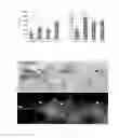 Fig. 26 - Organic-Inorganic Composite Materials as a Result of Biomineralization
