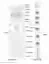Fig. 30 - SYSTEM AND METHOD FOR USING ADSORBENT/ABSORBENT IN LOADING, STORING, DELIVERING, AND RETRIEVING GASES, FLUIDS, AND LIQUIDS