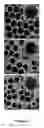Fig. 03 - Superparamagnetic colloids with enhanced charge stability for high quality magnetically tunable photonic structures