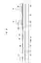 Fig. 17 - Display device including touch sensor and manufacturing method thereof