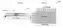 Fig. 01 - Dark film lamination for a touch sensor