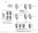 Fig. 01 - Online modeling for real-time facial animation