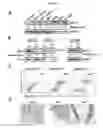 Fig. 02 - Methods for suppressing cancer by inhibition of TMCC3