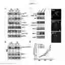 Fig. 05 - Methods for suppressing cancer by inhibition of TMCC3