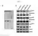 Fig. 06 - Methods for suppressing cancer by inhibition of TMCC3
