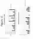 Fig. 12 - Activation of bioluminescence by structural complementation