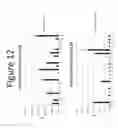 Fig. 13 - Activation of bioluminescence by structural complementation