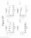 Fig. 138 - Activation of bioluminescence by structural complementation