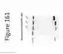 Fig. 162 - Activation of bioluminescence by structural complementation