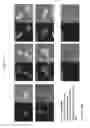Fig. 77 - Activation of bioluminescence by structural complementation
