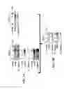 Fig. 13 - PROCASPASE 8-MEDIATED DISEASE TARGETING
