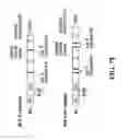 Fig. 20 - PROCASPASE 8-MEDIATED DISEASE TARGETING