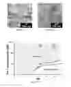Fig. 04 - SELF-ASSEMBLING MOLECULES THAT ACCUMULATE IN ACIDIC TUMOR MICROENVIRONMENTS