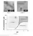 Fig. 05 - SELF-ASSEMBLING MOLECULES THAT ACCUMULATE IN ACIDIC TUMOR MICROENVIRONMENTS