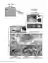 Fig. 13 - METHOD FOR OBTAINING MAB-LIKE CELLS AND USES THEREOF