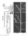 Fig. 16 - METHOD FOR OBTAINING MAB-LIKE CELLS AND USES THEREOF