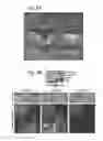 Fig. 23 - METHOD FOR OBTAINING MAB-LIKE CELLS AND USES THEREOF