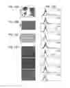 Fig. 26 - METHOD FOR OBTAINING MAB-LIKE CELLS AND USES THEREOF