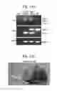 Fig. 28 - METHOD FOR OBTAINING MAB-LIKE CELLS AND USES THEREOF