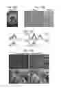 Fig. 32 - METHOD FOR OBTAINING MAB-LIKE CELLS AND USES THEREOF