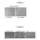 Fig. 02 - EXTRACELLULAR MATRIX FROM PLURIPOTENT CELLS