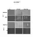 Fig. 05 - EXTRACELLULAR MATRIX FROM PLURIPOTENT CELLS
