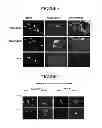 Fig. 06 - EXTRACELLULAR MATRIX FROM PLURIPOTENT CELLS