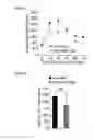 Fig. 09 - Methods and compositions for reducing blood glucose