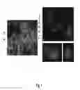 Fig. 02 - Binding molecules specific for HER3 and uses thereof