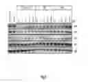 Fig. 12 - Binding molecules specific for HER3 and uses thereof