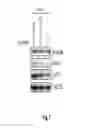Fig. 13 - Binding molecules specific for HER3 and uses thereof