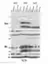 Fig. 25 - Binding molecules specific for HER3 and uses thereof