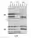 Fig. 26 - Binding molecules specific for HER3 and uses thereof
