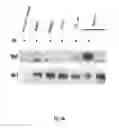 Fig. 28 - Binding molecules specific for HER3 and uses thereof