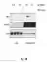 Fig. 35 - Binding molecules specific for HER3 and uses thereof