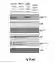 Fig. 64 - Binding molecules specific for HER3 and uses thereof