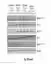 Fig. 68 - Binding molecules specific for HER3 and uses thereof