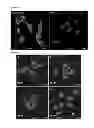 Fig. 16 - BINDING AGENTS TO INTRACELLULAR TARGET MOLECULES