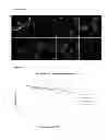 Fig. 19 - BINDING AGENTS TO INTRACELLULAR TARGET MOLECULES