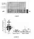 Fig. 08 - Diagnosing and treating IGA nephropathy