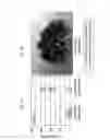 Fig. 05 - Combination therapy for a stable and long term engraftment