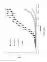 Fig. 23 - COMPOSITIONS AND METHODS FOR THE THERAPY AND DIAGNOSIS OF INFLUENZA