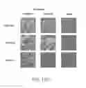 Fig. 26 - COMPOSITIONS AND METHODS FOR THE THERAPY AND DIAGNOSIS OF INFLUENZA