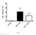 Fig. 09 - THERAPEUTIC CD47 ANTIBODIES